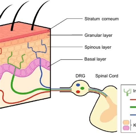 Intra-epidermal free nerve endings. The epidermis is innervated by ...