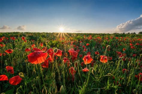 Beautiful Field Of Red Poppies In The Sunset Light Landscape With Nice