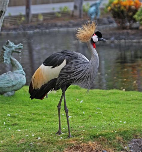 grey crowned crane - Bing images