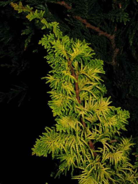 Chamaecyparis Obtusa Fernspray Gold Hinoki Cypress Fernspray Gold