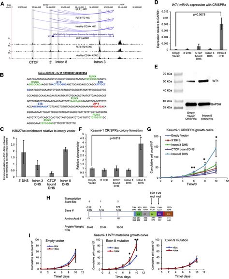 Wt1 Gene Regulation And Wt1 Mutations A Ucsc Genome Browser