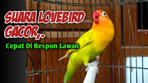 SUARA LOVEBIRD GACOR CEPAT DI RESPON LAWAN Pancingan Lovebird Fighter