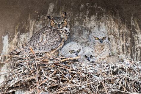 Great Horned Owl Wingspan & Size: How Big Are They? - A-Z Animals