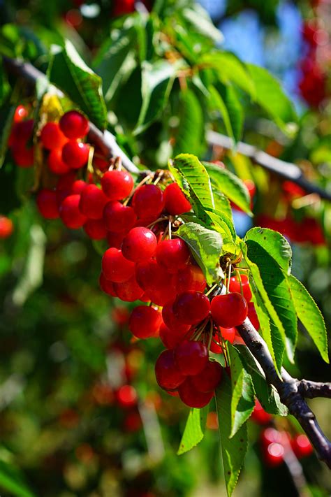 Free Photo Cherries Cherry Sour Cherries Red Fruits Ripe