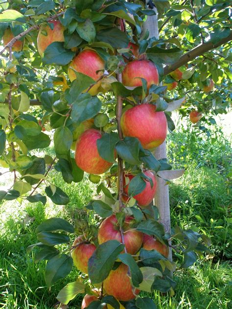 If I Plant Only One Tree This Year This Is Ithoneycrisp Apple Tree