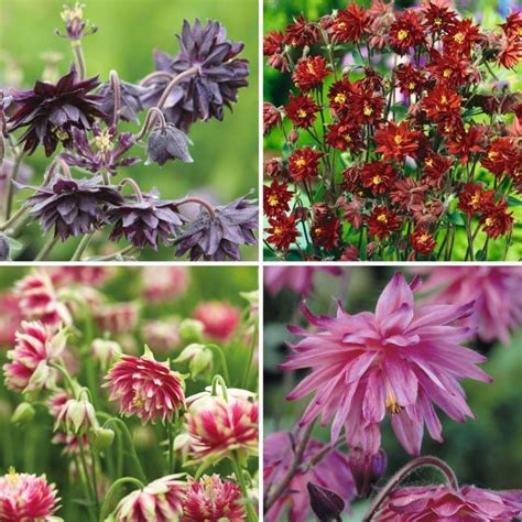 Aquilegia Collection Bare Root Plants From Mr Fothergills Seeds