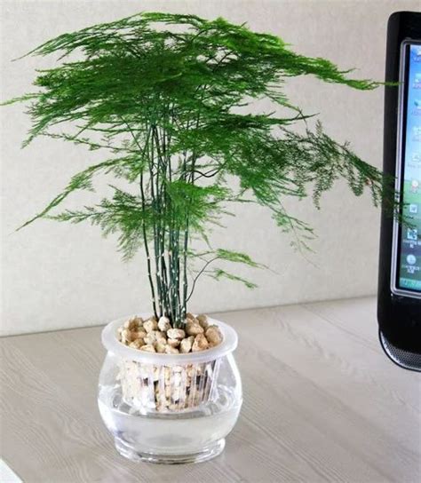 Asparagus Fern Water Propagation Guide