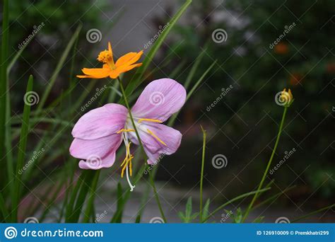 Flower Background Image Nature Pitcher Of Flower Stock Image Image Of