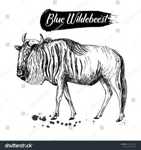 Blue Wildebeest Drawing