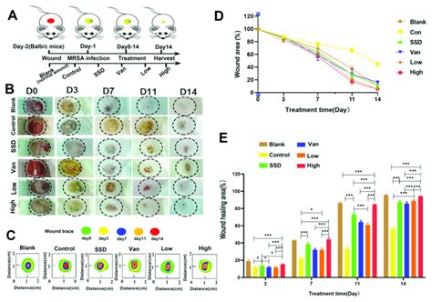 In Vivo Effects Of The Composite Membranes On Wound Healing A