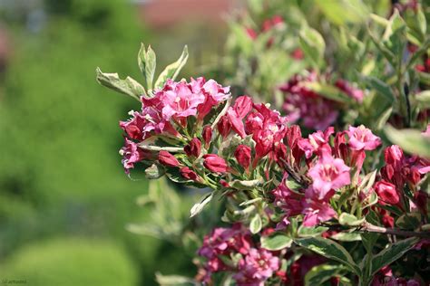 Arts Fotos Buntbl Ttrige Weigelie Nana Variegata Weigela Florida