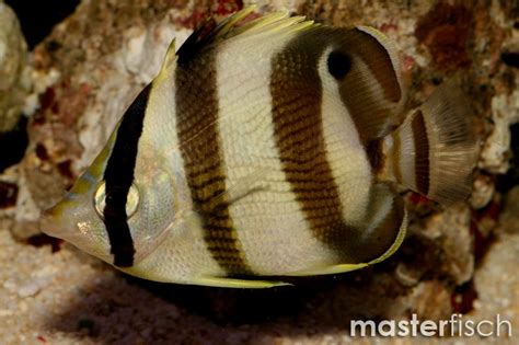 Banded Butterflyfish Chaetodon Striatus MasterFisch