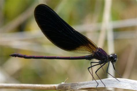 Black Dragonfly Spiritual Meaning And Symbolism Omens