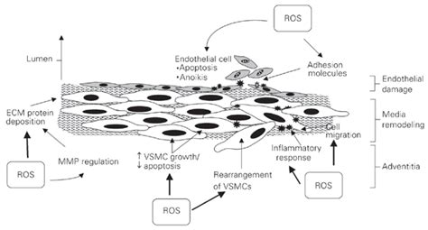 Scielo Brasil Reactive Oxygen Species And Angiotensin Ii Signaling