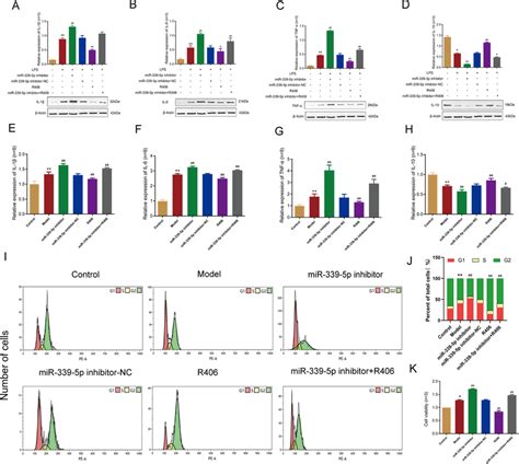 Syk Downregulation Reversed The Effects Of Mir P On Hbzy Cells