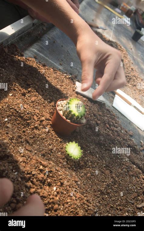 Planta De Cactus O Planta Suculenta Que Crece De Forma Nativa En