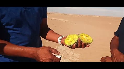 The Nara Melon Foodsource Of The Namib YouTube