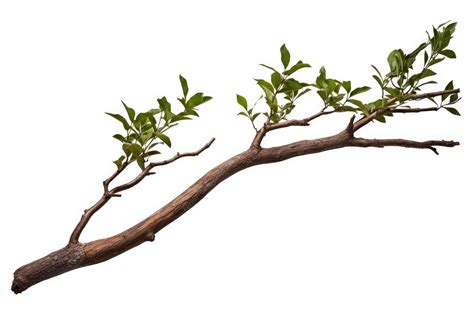Premium Photo | One cut Tree branch with green leaves realistic twisted ... 
