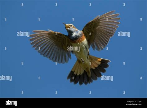 White Spotted Bluethroat Luscinia Svecica Cyanecula Adult Male