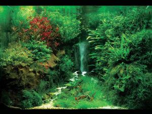 Creating a Waterfall Illusion Underwater - Aquatic Eden