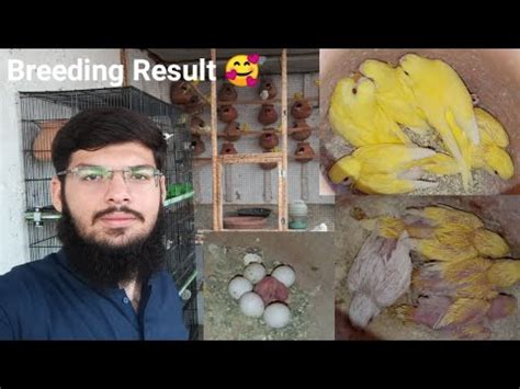 Australian Parrot Breeding Progress Budgies Parrot Breeding Result