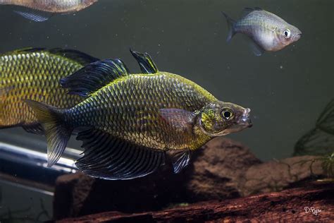 Glossolepis Wanamensis Rainbowfish Papua New Guinea Guinea Fish Pet