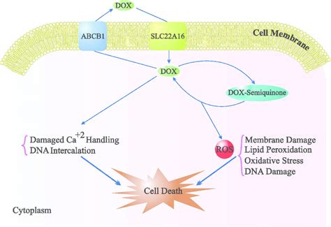 Doxorubicin And Impurities Boc Sciences