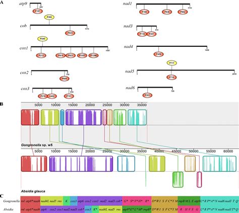 Comparison Of Intron Insertions And Mitogenome Alignment Between