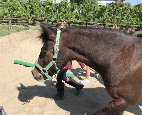 Paardencoaching Workshops En Trainingen Kinderen En Tieners In Je