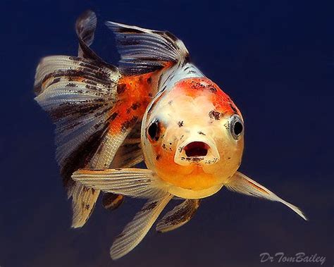 Calico Oranda Goldfish Featured Item Calico Oranda Goldfish Fish