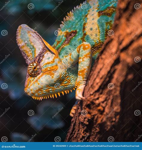 A Veiled Chameleon Lizard Stock Image Image Of Macro 39242909