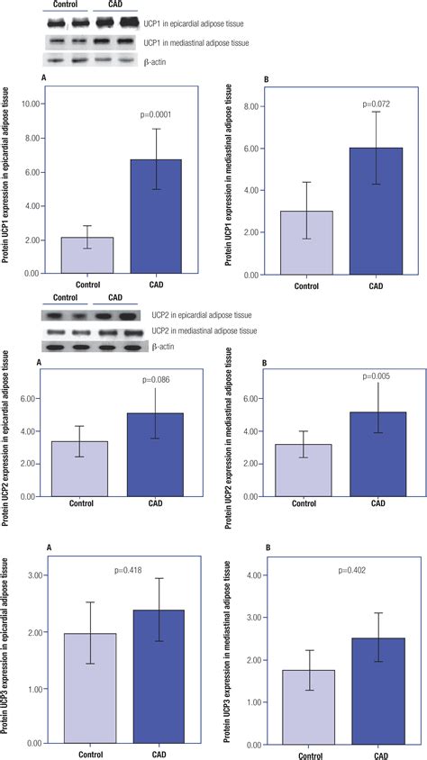 Scielo Brasil Expressions Of Mrna And Encoded Proteins Of