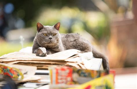 IL MISTERO DEL GATTO TRAFITTO di Gillian Greené InGenereCinema