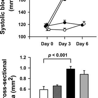 Effect Of Ac SDKP On ANG II Induced Collagen Deposition In The Aortic