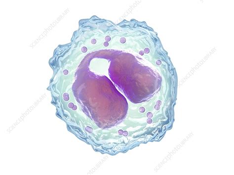 Eosinophil White Blood Cell Illustration Stock Image C