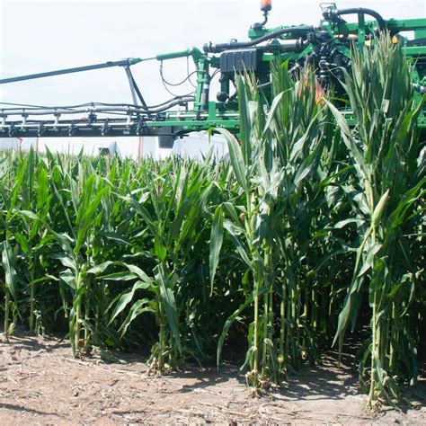 Field Corn Plant