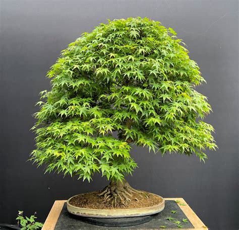 Acer Palmatum Mountain Japanese Maple Bonsai Bonsai4Me