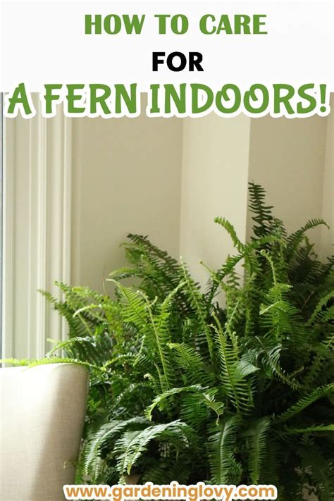 How To Care For A Fern Planting Propagation Artofit