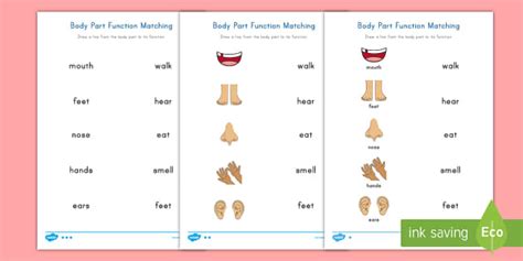 Body Parts Function Matching Differentiated Worksheet