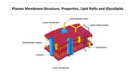 Plasma Membrane Diagram Microbiology Notes