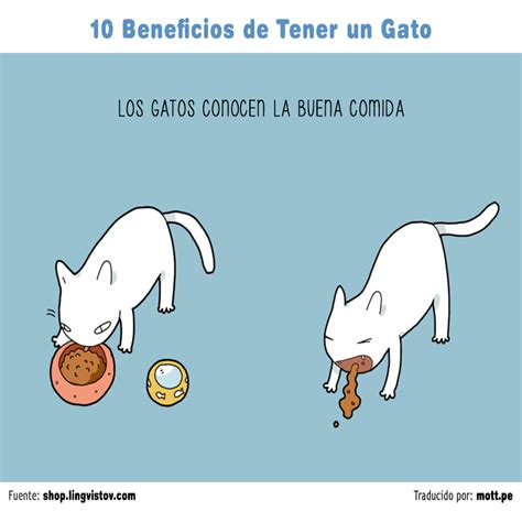 Estos Son Los Beneficios De Tener Un Gatito En Casa