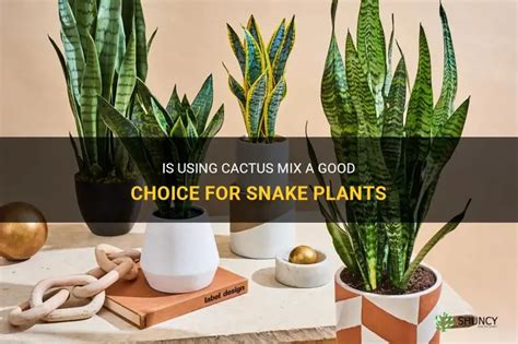 Is Using Cactus Mix A Good Choice For Snake Plants Shuncy