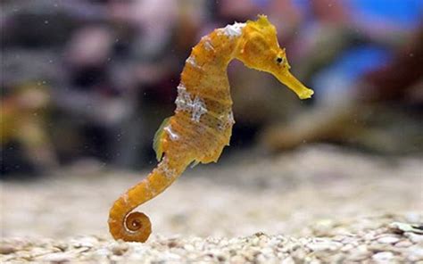 What Do Seahorses Eat What Do Animals Eat Ecology Center