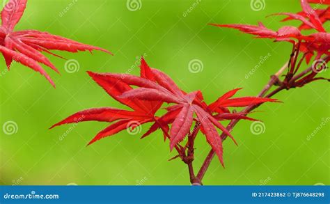 Ribbon Leaf Japanese Maple Red Japanese Maple Tree Against Bright Green Background Wallpaper