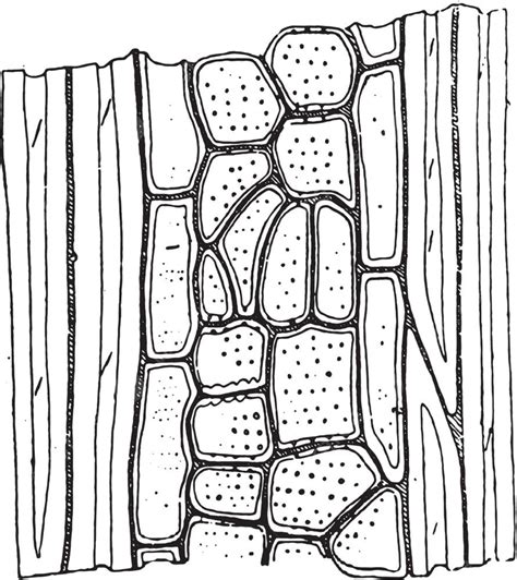 Ash Vector Png Images Common Ash Ancient Antique Art Art Artwork