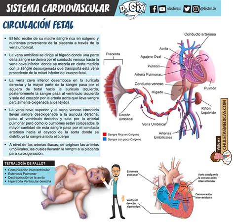 Circulaci N Materno Fetal Esquema B Sico Chuletas M Dicas