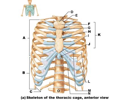 Labeled Posterior View Labeled Rib Cage Anatomy : Cage Labeled Stock Illustrations 40 Cage ...