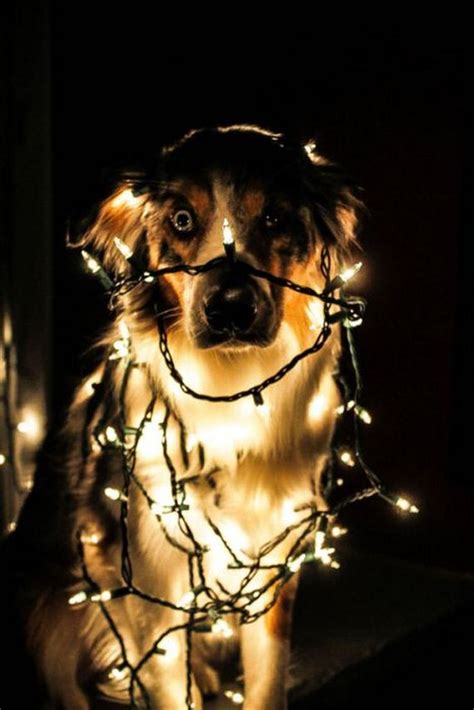 Funny Pictures Vol.345 - Barnorama