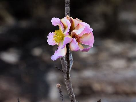 Flores Do Cerrado Goiano