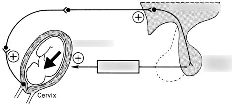 diagrams Diagram | Quizlet 